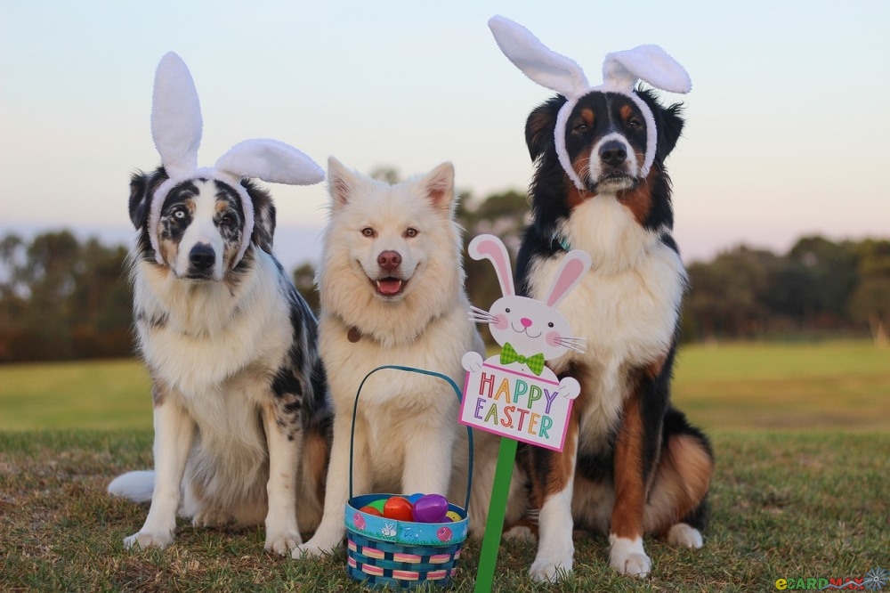 Australian Shepherd Happy Easter
